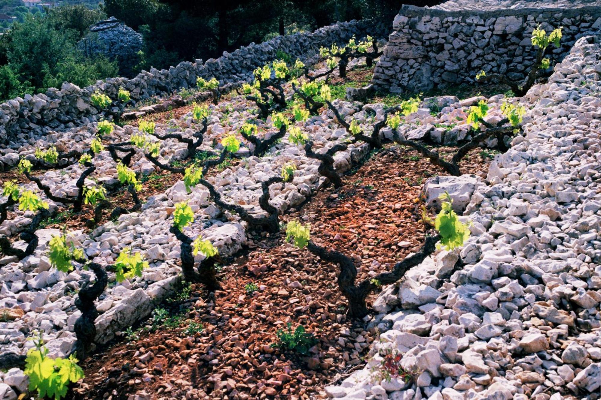 Villa Loza - Resort Moja Stina Seoca Εξωτερικό φωτογραφία